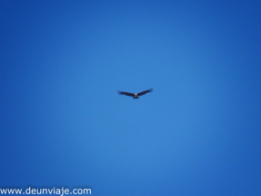 colca-19