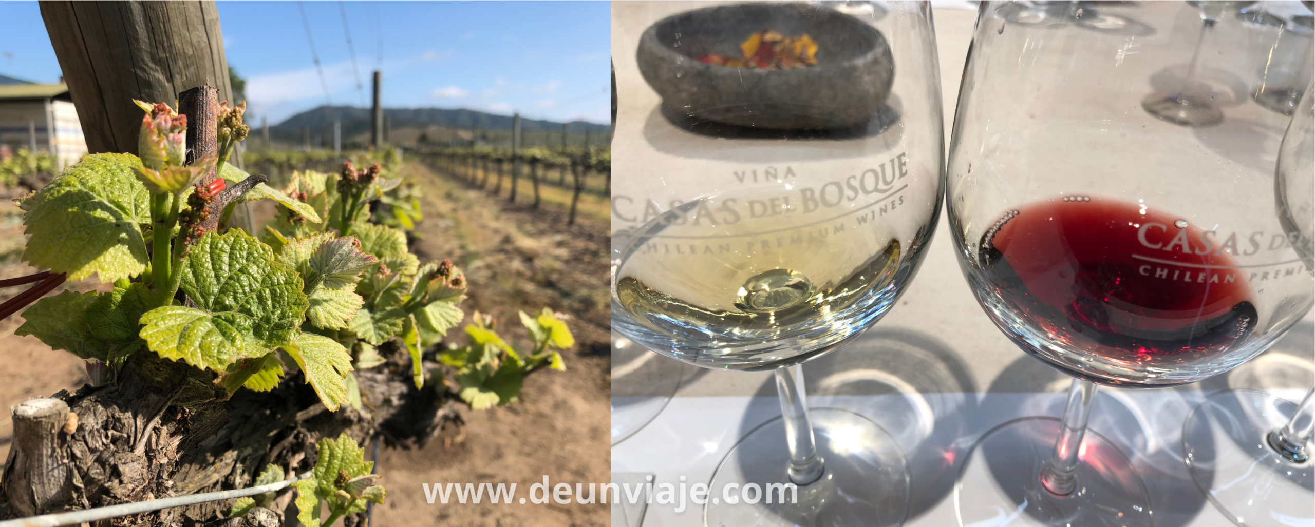 Viñedos